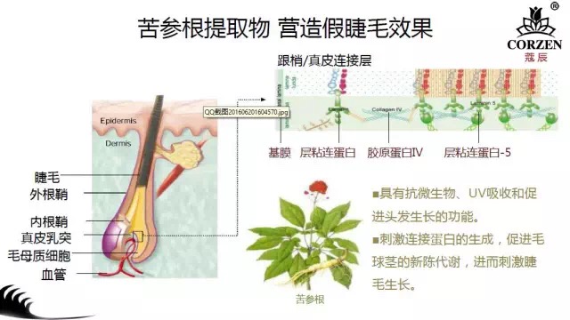 蔻辰珍環(huán)睫毛膏